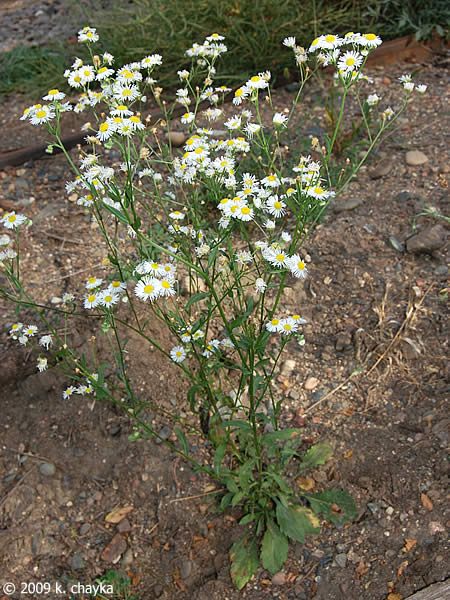 daisy fleabane