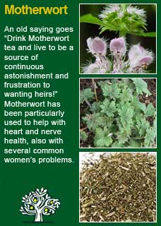 herb-motherwort